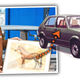Illustration for article titled Wait. The VW Golf Was Named After A Horse?